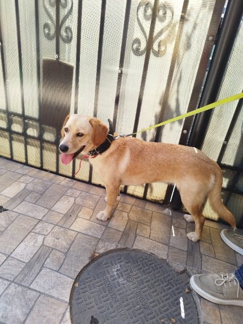Bello - Hund gefunden, Innsbruck