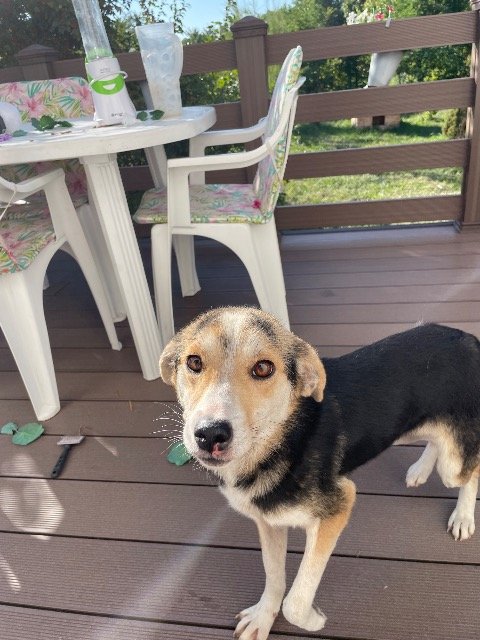 Bram - À adopter, chien · croisé · Bruxelles, Belgique 4