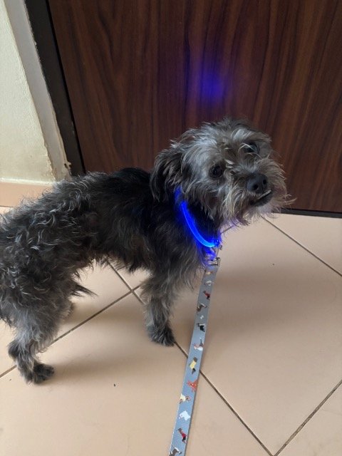 Mika - Trouvé, chien · bichon · Schaerbeek, Belgique 3