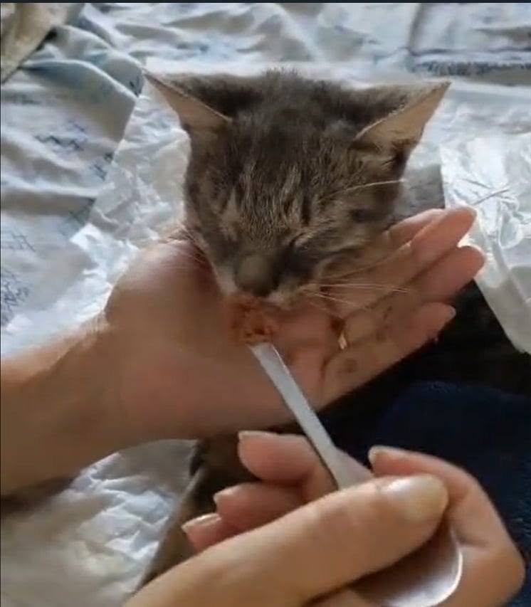 Xena - cat found, Bologna