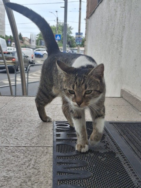 Nibbio - cat found, Firenze