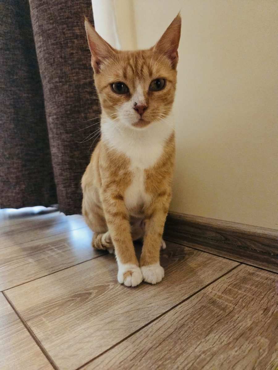 Kito - gatto