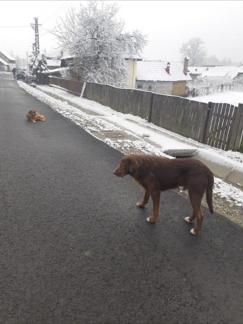 Minka - Hund gefunden, Hamburg