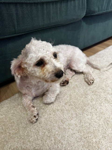 Chopin - GEFUNDEN, Hund · Bichon Havanese · Dortmund, Deutschland 3