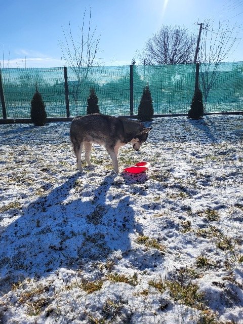 Rufi - ÖRÖKBEADÓ, kutya · szibériai husky · Eger, Magyarország 3