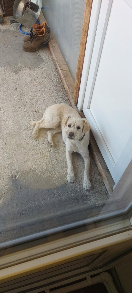 Diego - ZAGINĄŁ, pies · labrador · Bydgoszcz, Polska 4