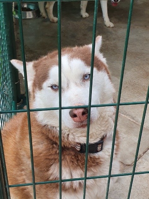 Momo - SMARRITO, cane · Siberian Husky · Verona, Italia 3