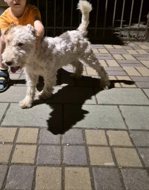 Bella - dog found, Nantes