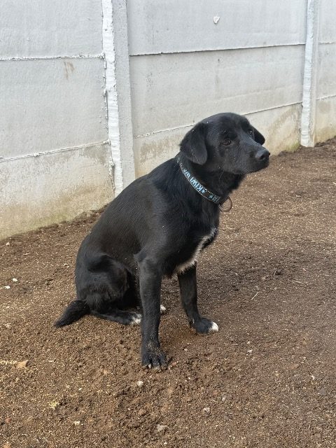 Frédi - dog found, Buda