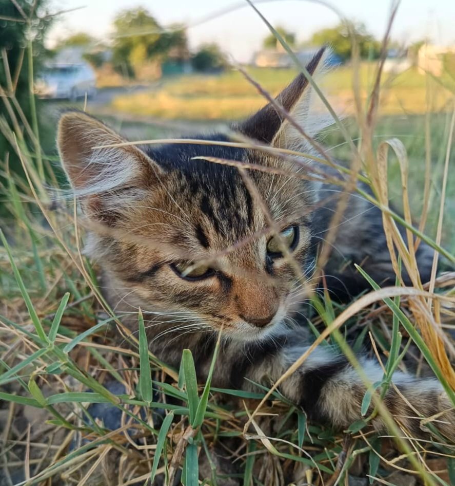 Findus - cat