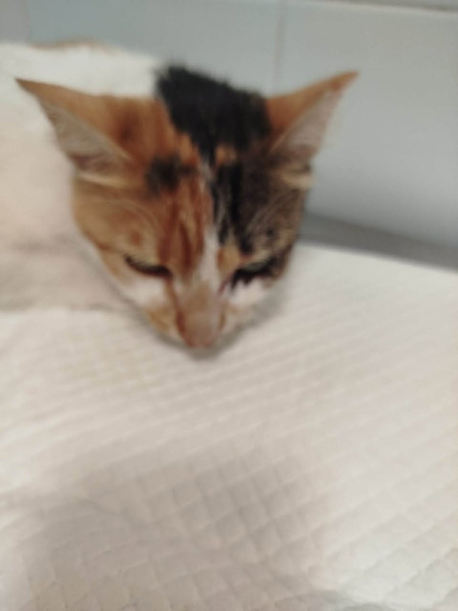Oreo - cat found, Dresden