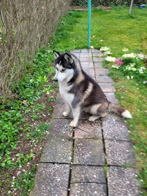 Kropka - ZNALEZIONY, pies · husky syberyjski · Płock, Polska 3