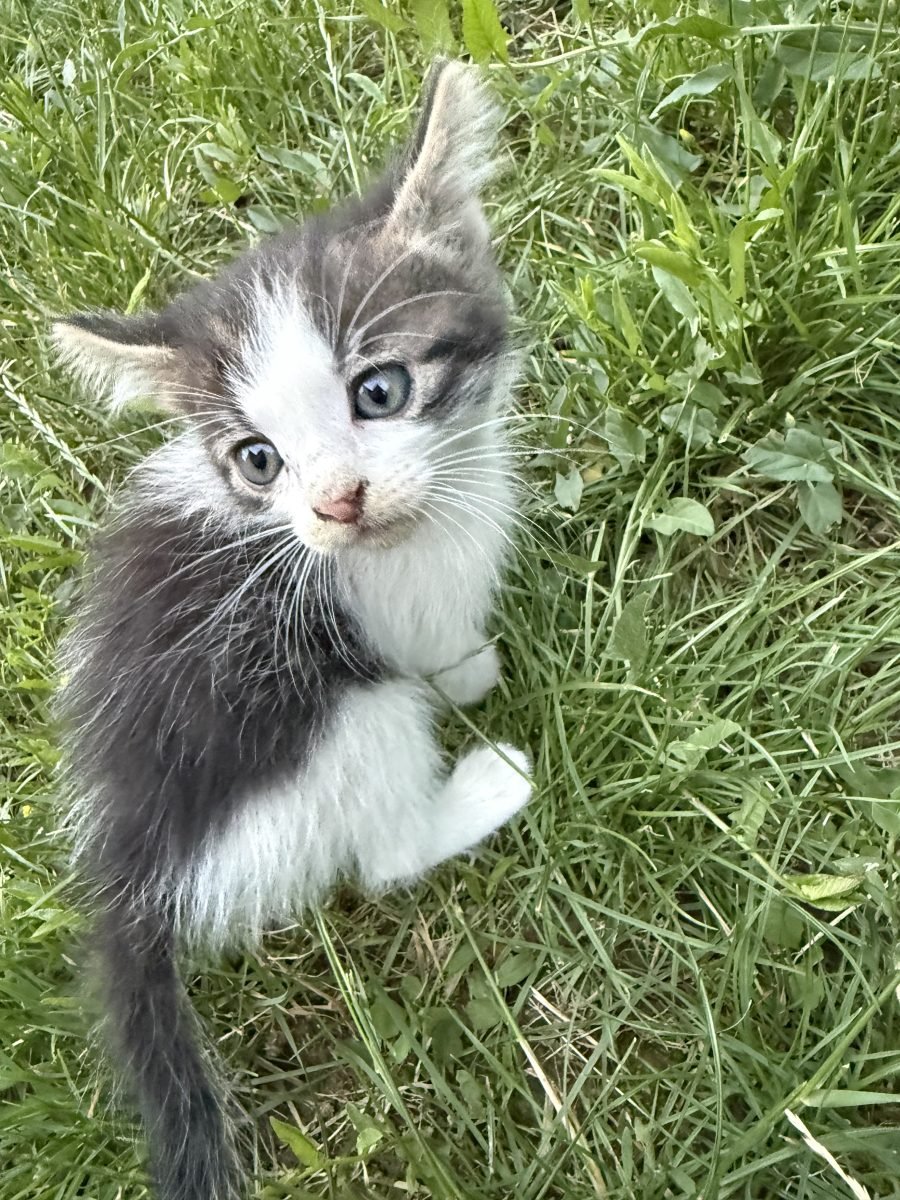 Rosa - cat