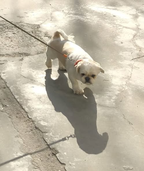 Max - dog lost, Lisboa