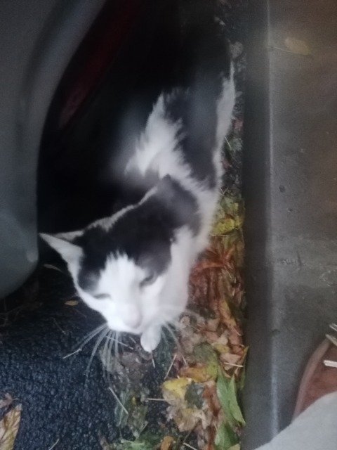 Noisette - cat found, Gent