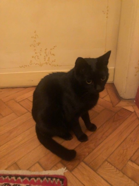 Whisker - ENTLAUFEN, Katze · Europäisch Kurzhaar · Linz, Österreich 4