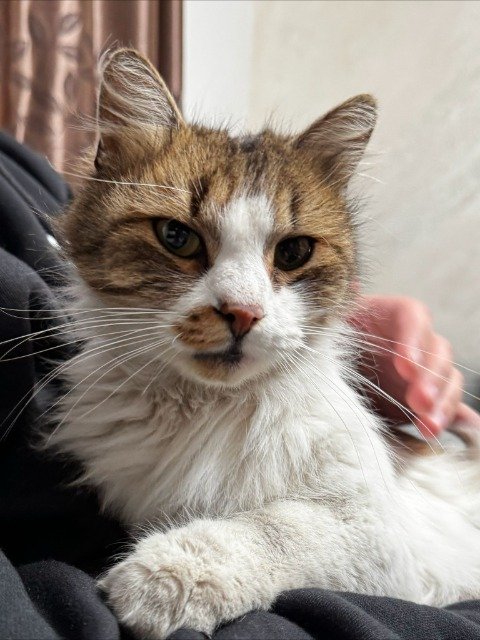 Ébène - chat perdus, Paris