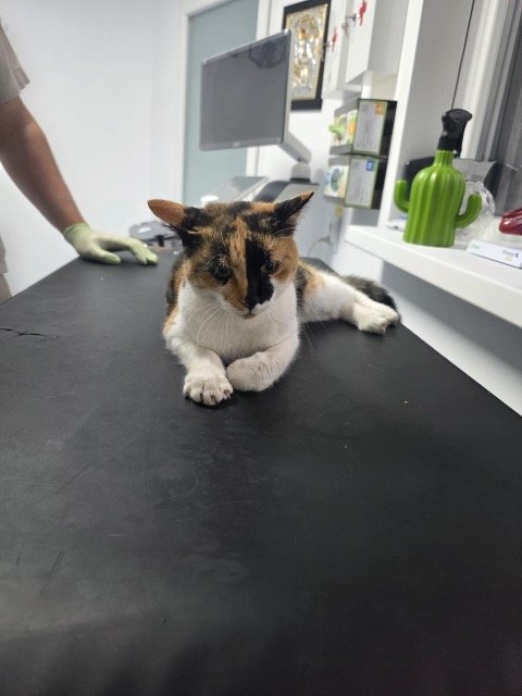 Menta - cat found, Madrid