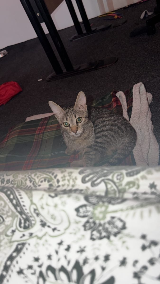 Mango - cat found, Milano