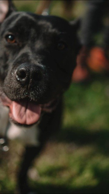 Tijs - À adopter, chien · amstaff · Brugge, Belgique 3
