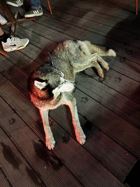 Max - Hund vermisst, Frankfurt am Main