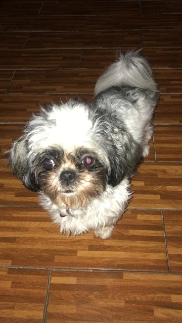 Marley - ZAGINĄŁ, pies · shih-tzu · Poznań, Polska 4