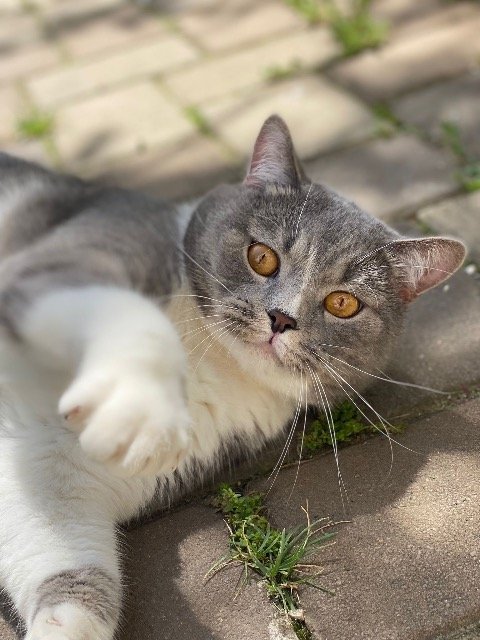 Karma - SMARRITO, gatto · British Shorthair · Palermo, Italia 3
