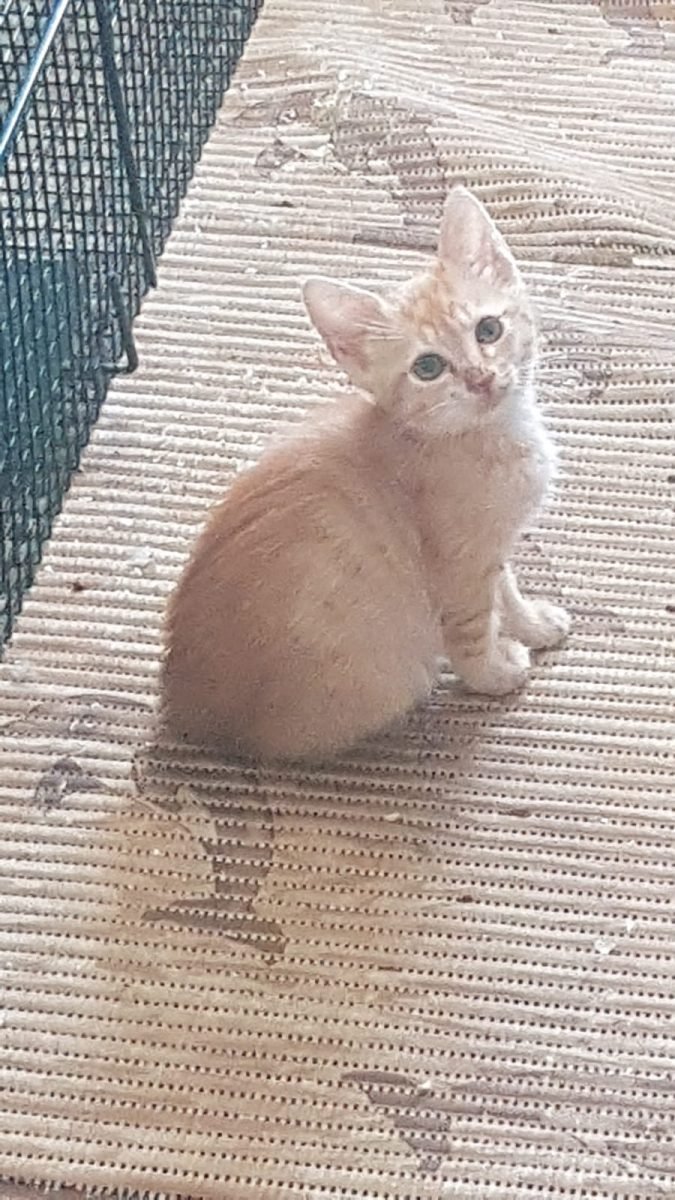Pucky - Katze