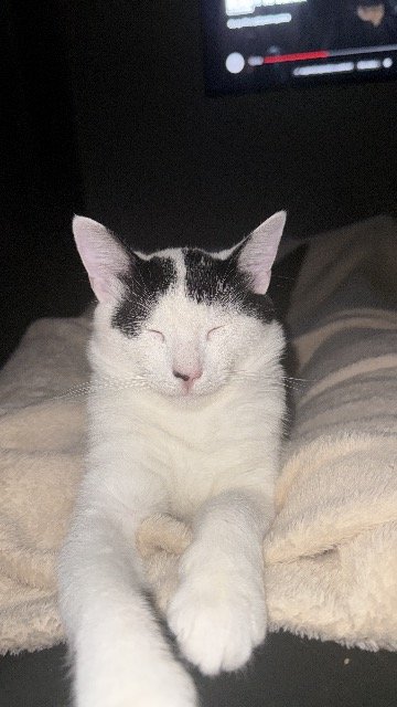 Tiza - PERDIDO, gato · europea · Valencia, España 3