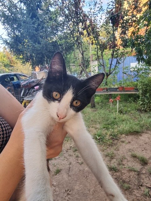 Félix - cat found, Tours