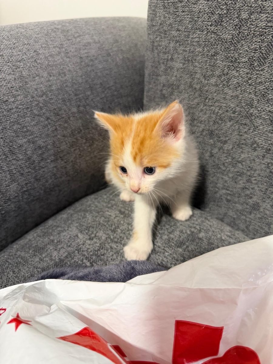 Liza - cat found, Klaipėda