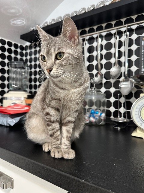 Bola - ENCONTRADO, gato · europeia · Felgueiras, Portugal 3