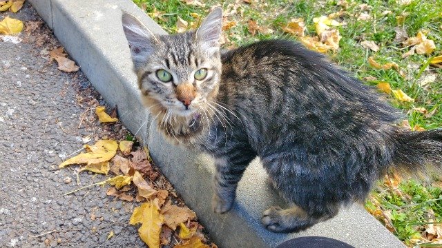Oreo - Katze gefunden, Nürnberg