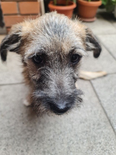 Biscotte - chien retrouvés, Charleroi