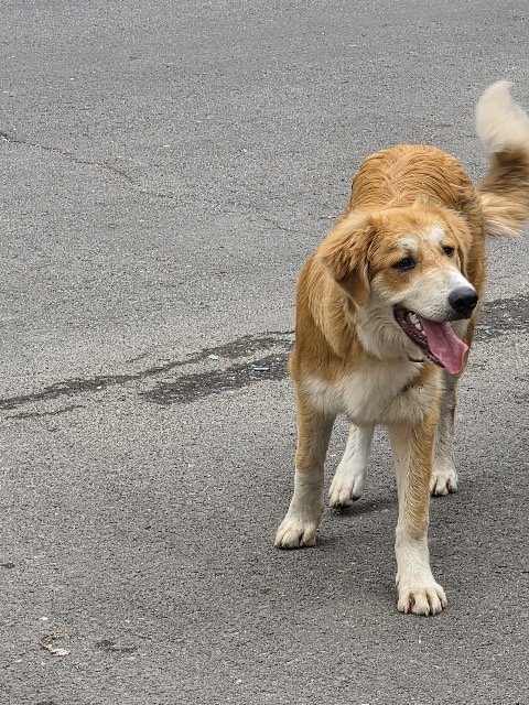 Pippo - dog found, Roma