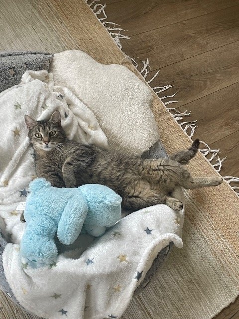 Saphir - Perdu, chat · chat européen · Paris, France 3
