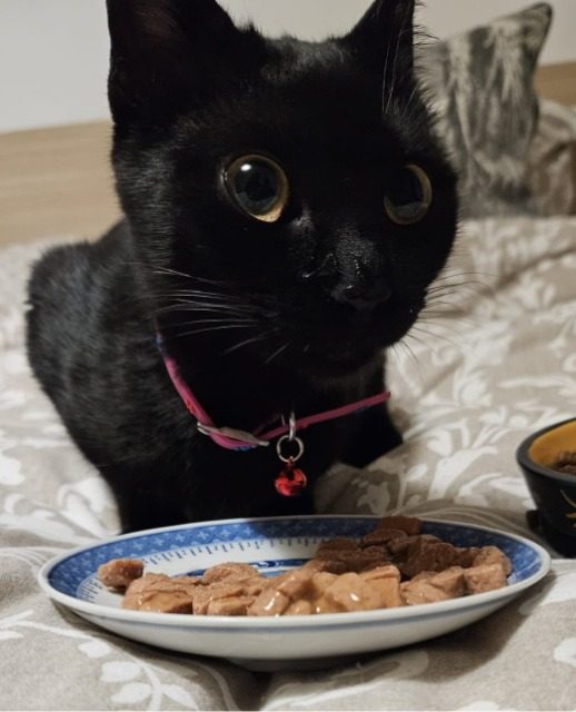 Rocco - cat found, Genoa