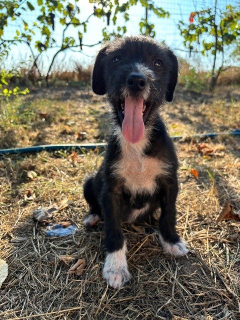 Hermes - IN ADOZIONE, cane · meticcio · Torino, Italia 4