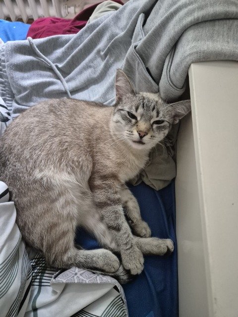 Hugo - gato perdidos, Viseu