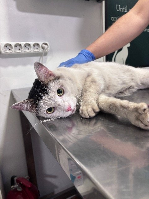 SombraCat - ENCONTRADO, gato · mestizo · Oviedo, España 3