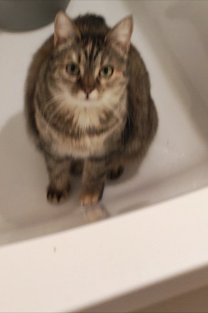 Szöszke - cat lost, Szeged