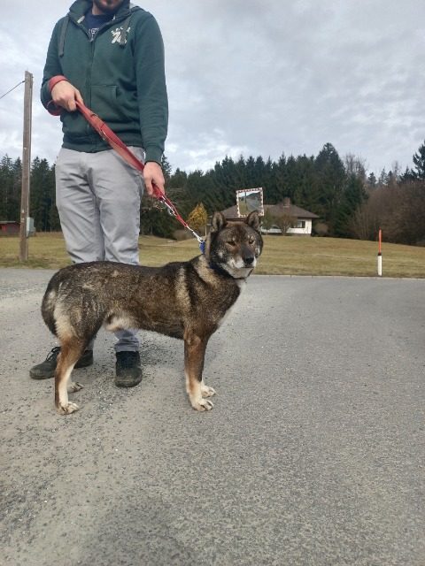 Max - cane smarrito, Reggio Calabria