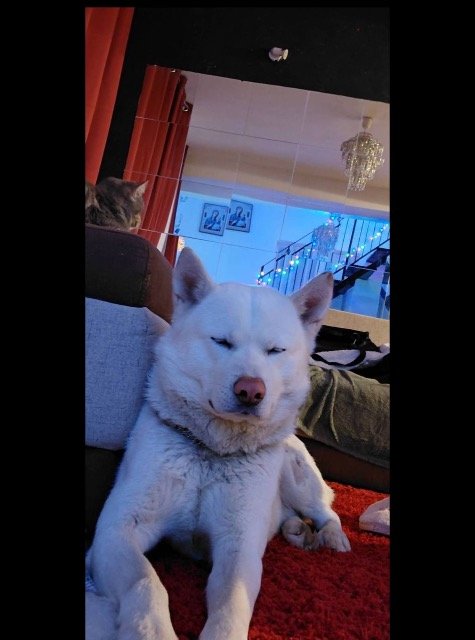 Kaja - IZGUBLJEN, pes · akita inu · Ljubljana, Slovenija 3