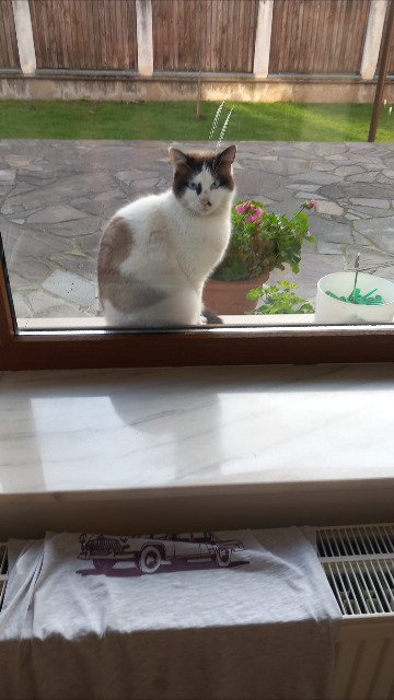 Sissi - GEFUNDEN, Katze · Snowshoe · Ansfelden, Österreich 3