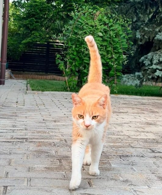 Plamka - cat lost, Łódź
