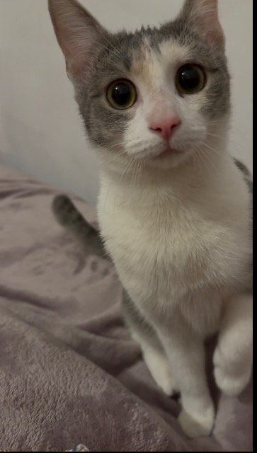 Mici