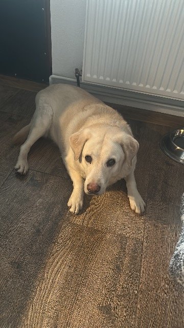 Apollo - ENTLAUFEN, Hund · Labrador Retriever · Hamburg, Deutschland 3