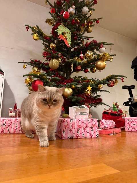 Tigrou - Perdu, chat · British shorthair · Marseille, France 4
