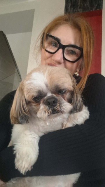 Sol - DESAPARECIDO, cão · Shih Tzu · Coimbra, Portugal 3