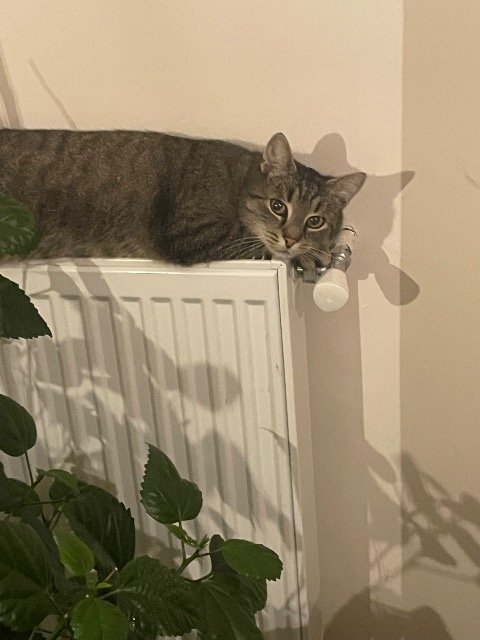 Saphir - chat perdus, Paris